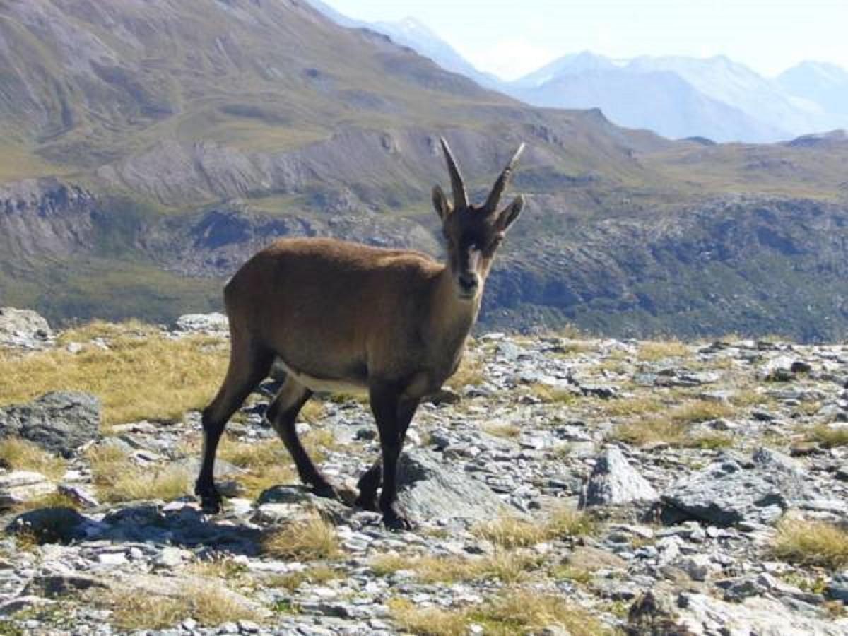 Chalet Des Neiges : La Cime Des Arcs Les Arcs  ภายนอก รูปภาพ